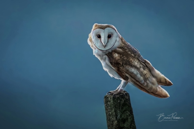 Owl sitting on fence post