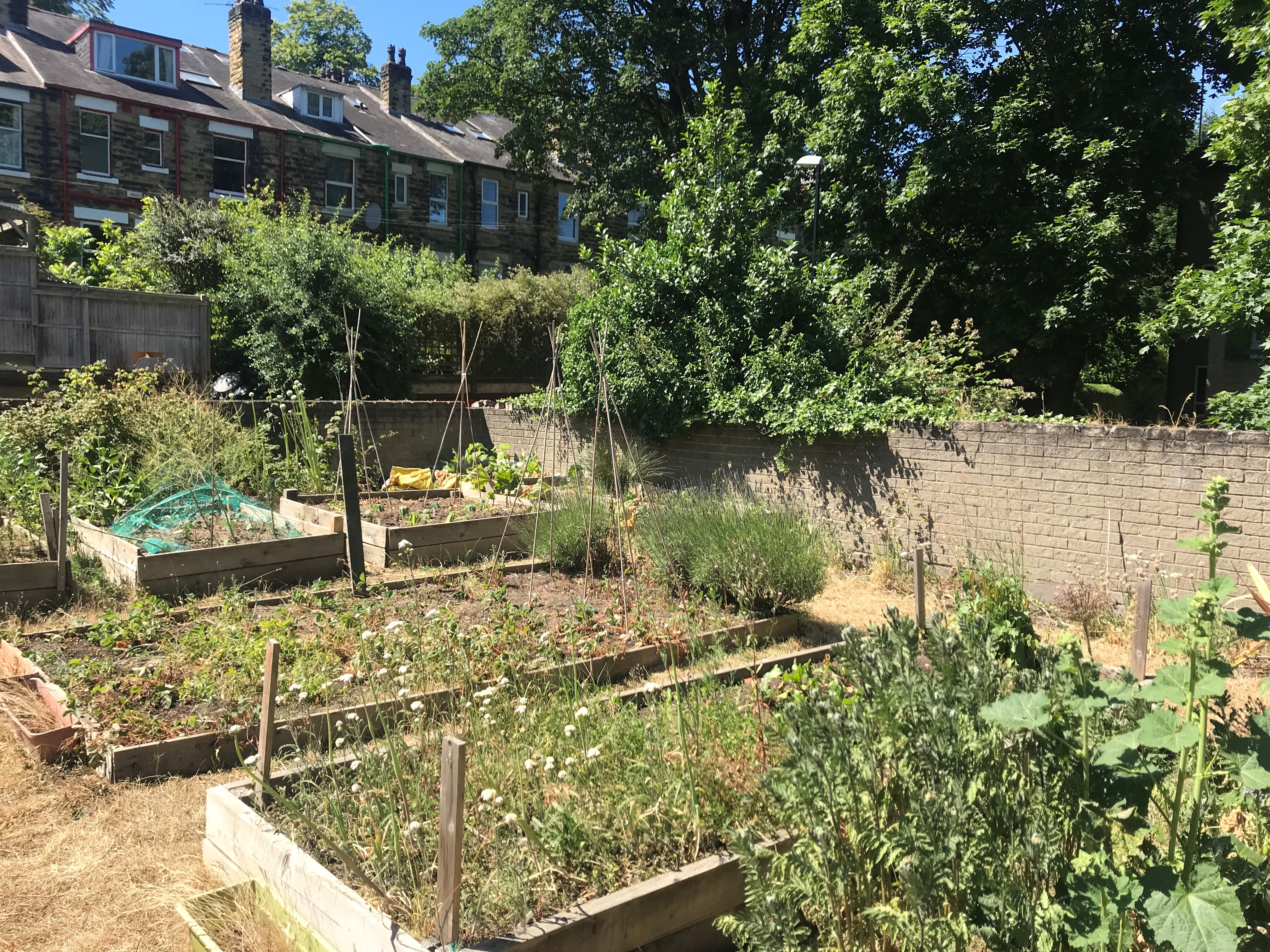An image of Live Well Garden Project